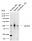 VCAM1 Rabbit pAb